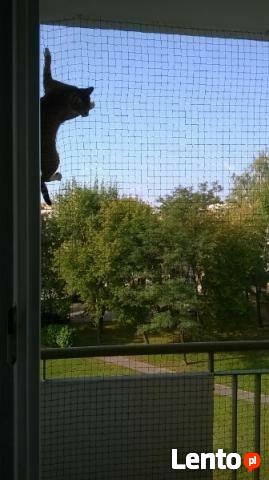 Zabezpiecznie balkonu, Siatka dla kota, i lub na gołębie.