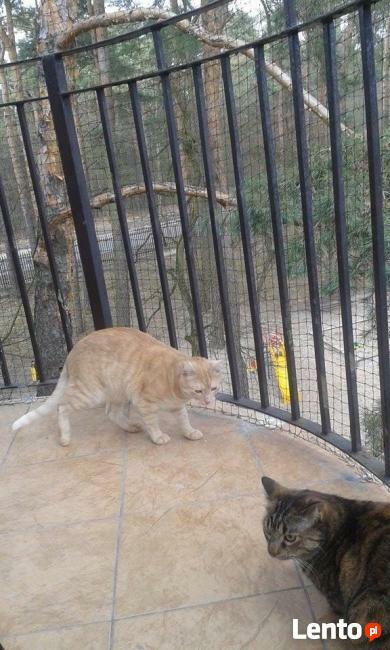 Zabezpiecznie balkonu, Siatka dla kota, i lub na gołębie.