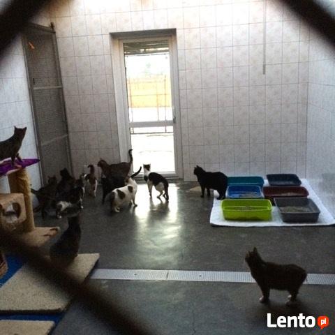 Bo koty są różne...