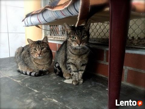 Bo koty są różne...