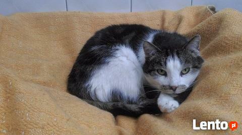 Bo koty są różne...