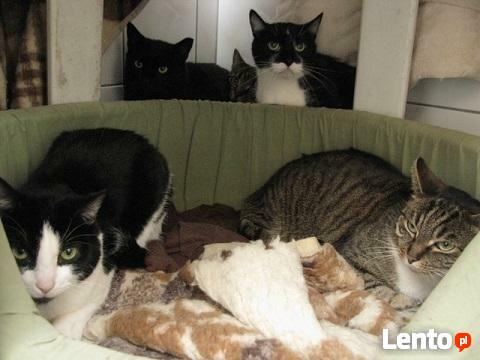 Bo koty są różne...