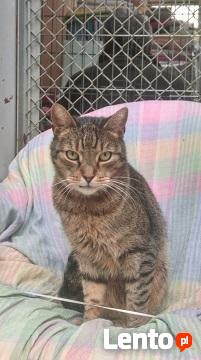 Bo koty są różne...