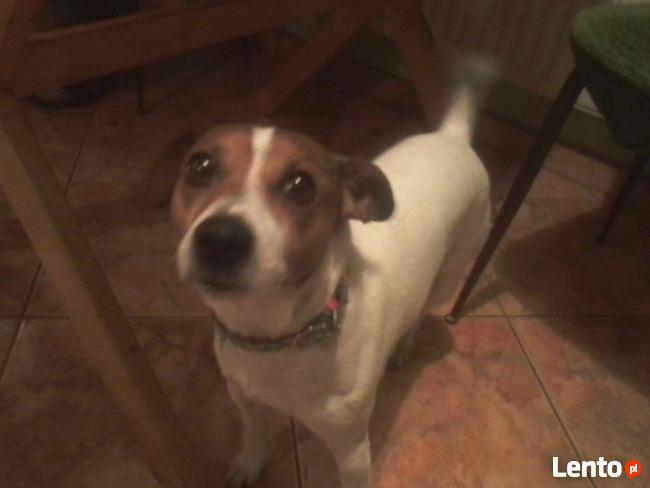 zaginął pies