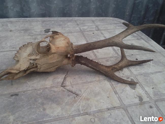 rogi z czaszką