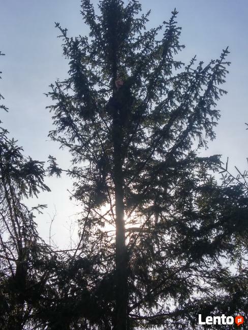 wycinanie drzew