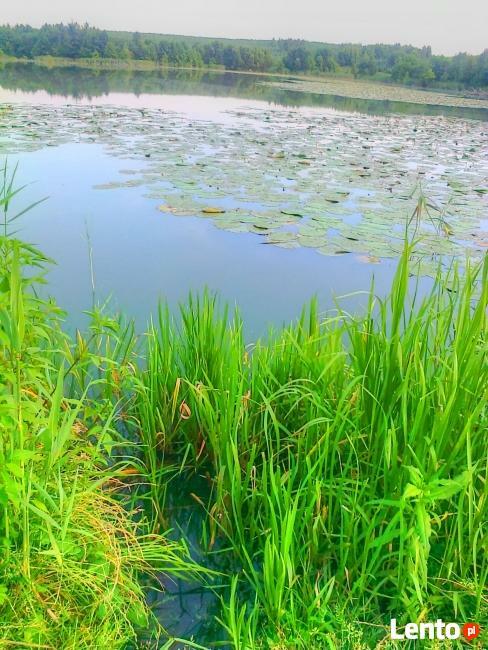 działka rekreacyjna