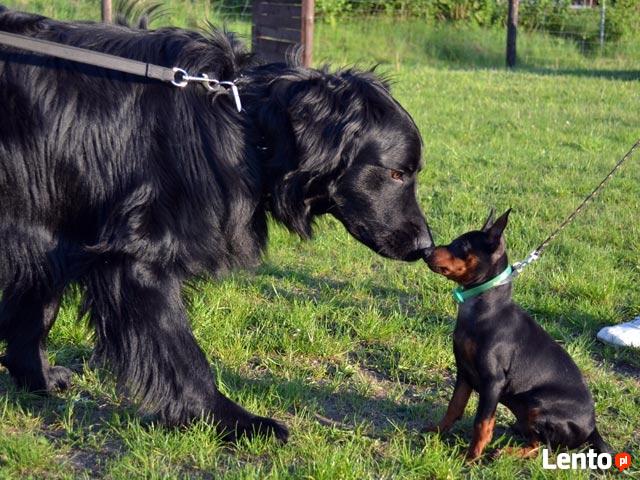 Szkolenie psów. Behawiorysta - konsultacje