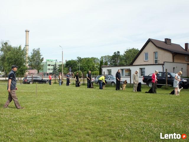 Szkolenie psów. Behawiorysta - konsultacje