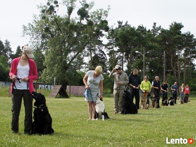 Szkolenie psów. Behawiorysta - konsultacje