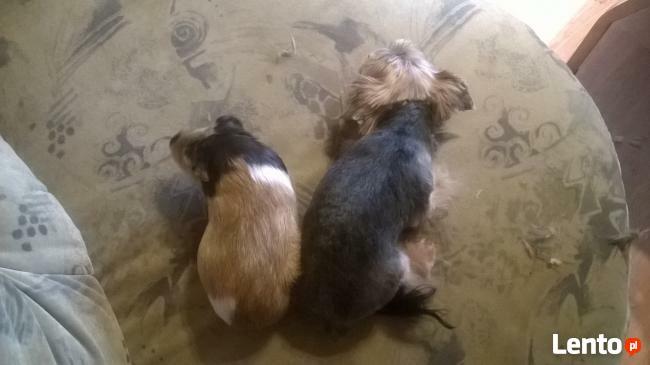 Strzyżenie psów Sosnowiec Osiedle Piastów