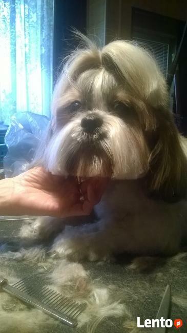 Strzyżenie psów Sosnowiec Osiedle Piastów