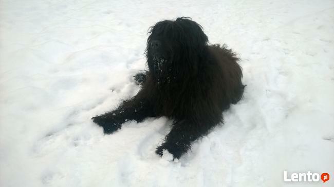 Strzyżenie psów Sosnowiec Osiedle Piastów