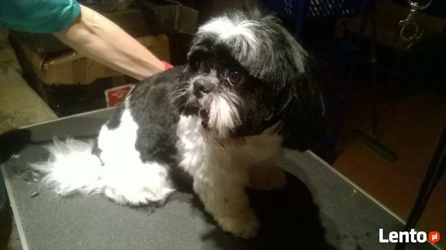 Strzyżenie psów Sosnowiec Osiedle Piastów