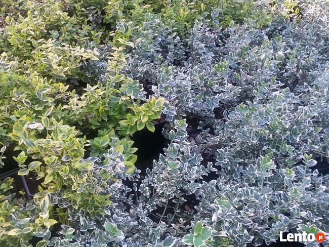 sprzedam tanio bukszpan i inne krzewy, likwidacja szkółki