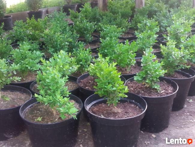 sprzedam tanio bukszpan i inne krzewy, likwidacja szkółki