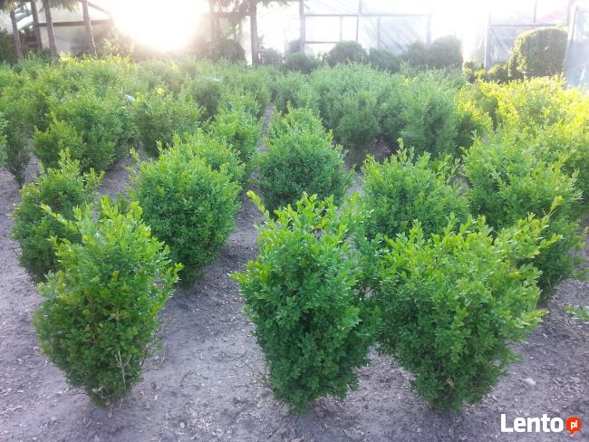 sprzedam tanio bukszpan i inne krzewy, likwidacja szkółki