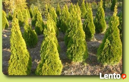 Tuje golden Szmaragd 100 120 140 160 180cm Janed Gold Złoty