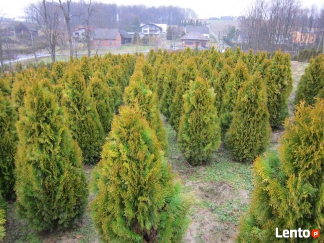 Tuje golden Szmaragd 100 120 140 160 180cm Janed Gold Złoty