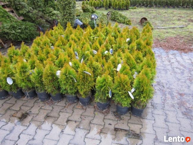 Tuje golden Szmaragd 100 120 140 160 180cm Janed Gold Złoty