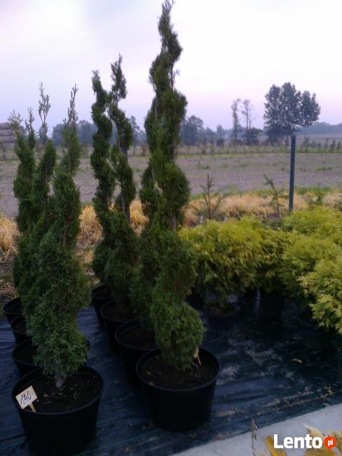 Bonsai do ogrodu i formowane