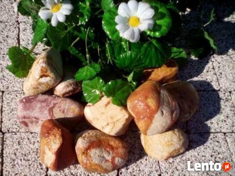 drewno rozpalka sosna buk