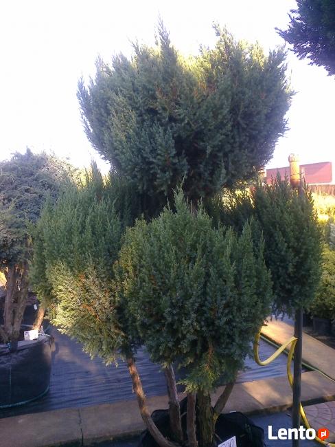 Bonsai do ogrodu i formowane