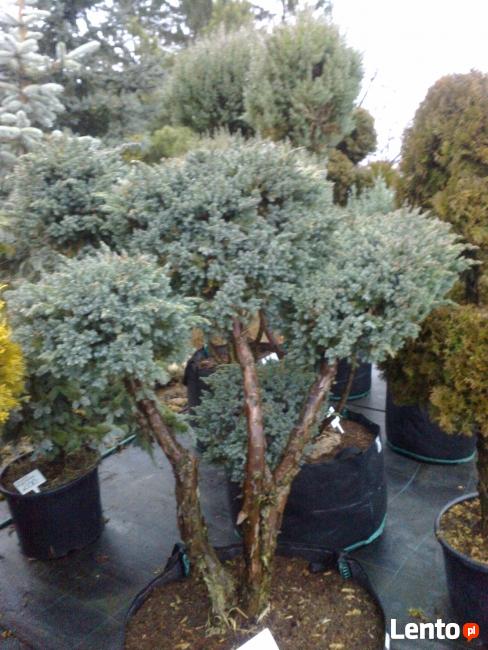 Bonsai do ogrodu i formowane