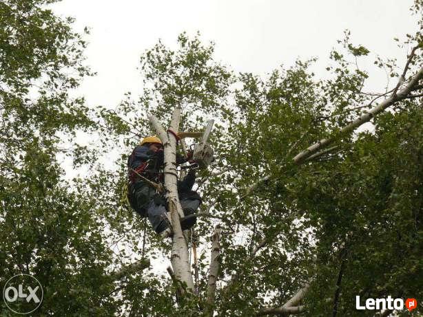 Ścinka drzew, ścinka sekcyjna prace alpinistyczne