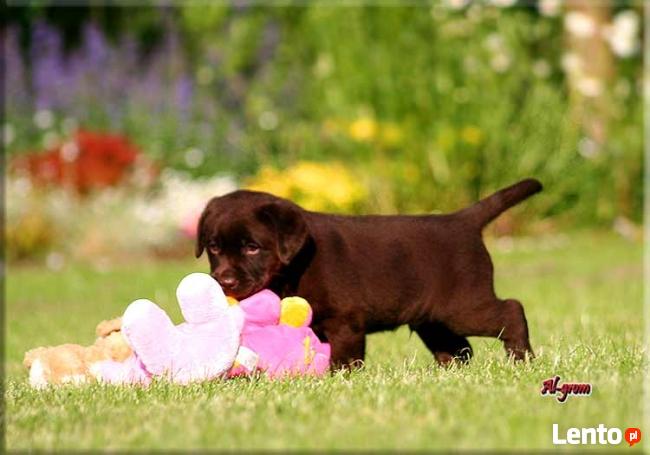 Labrador Retriever czekoladowy miot