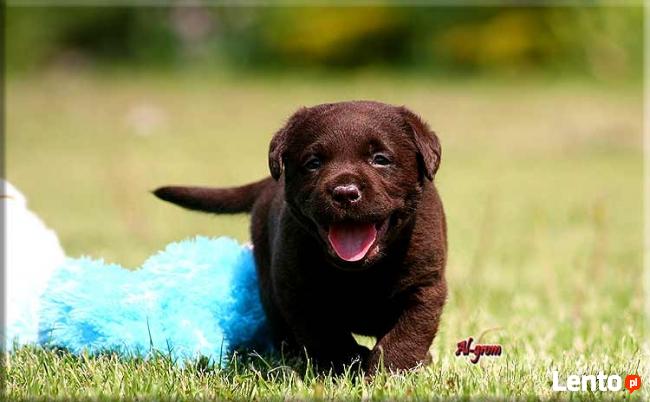 Labrador Retriever czekoladowy miot