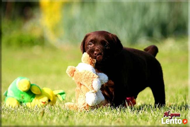 Labrador Retriever czekoladowy miot