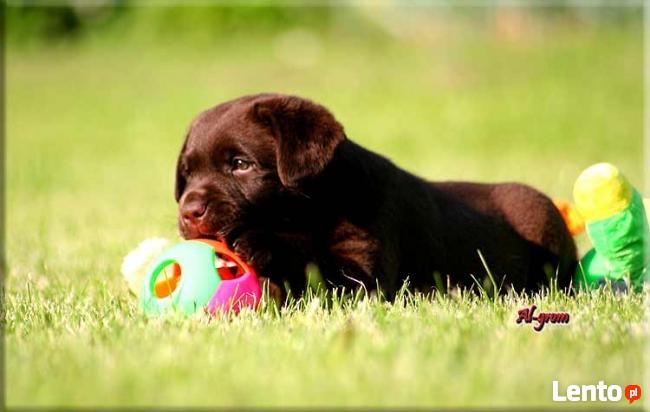 Labrador Retriever czekoladowy miot