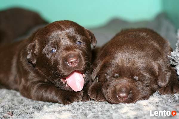 Labrador Retriever czekoladowy miot