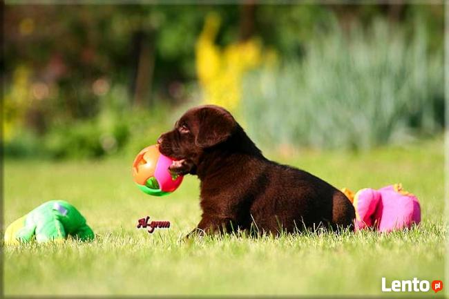 Labrador Retriever czekoladowy miot