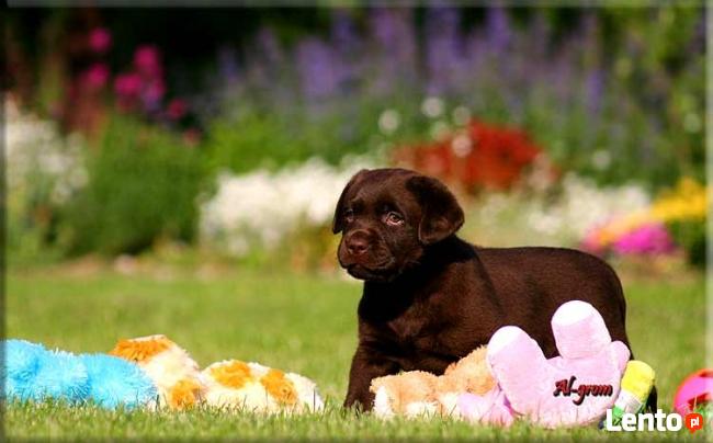 Labrador Retriever czekoladowy miot