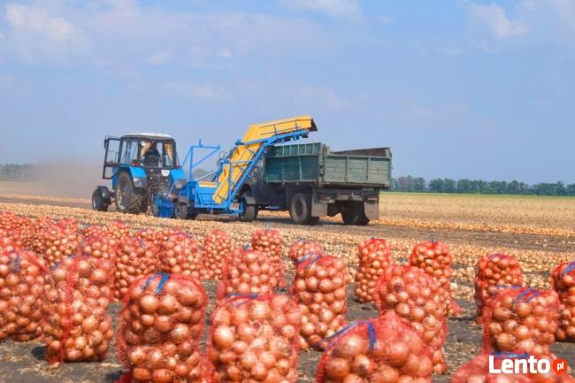 Ukraina. Warzywa, ziemniaki 0,25 zl/kg. Grunty rolne 150 zl