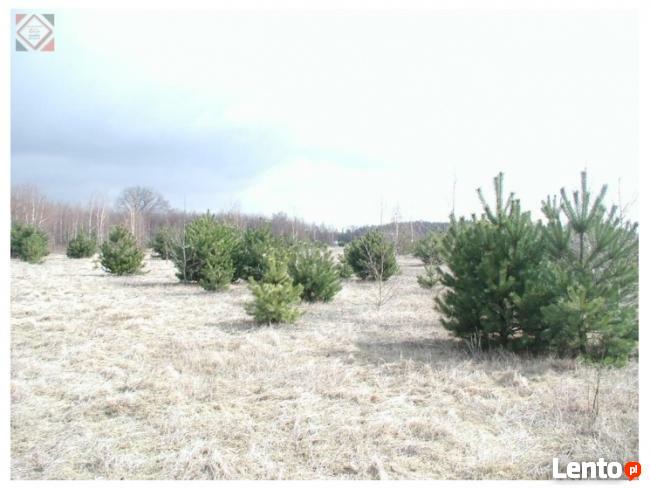 Działka budowlana ponad 1200 m2 za jedyne 190000zł !