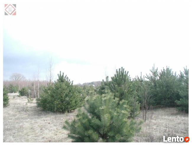 Działka budowlana ponad 1200 m2 za jedyne 190000zł !