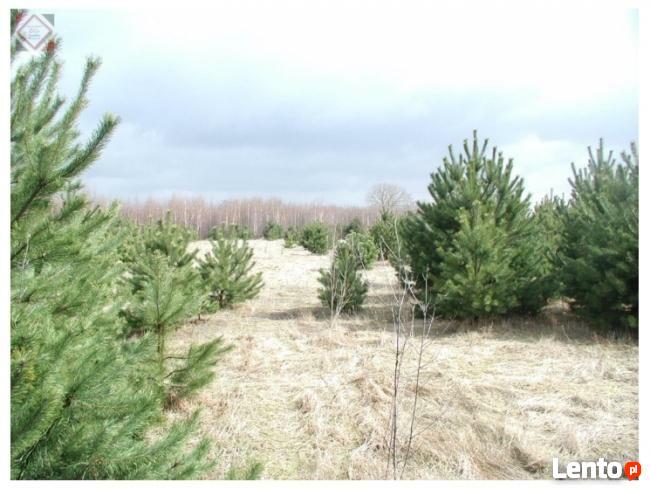 Działka budowlana ponad 1200 m2 za jedyne 190000zł !