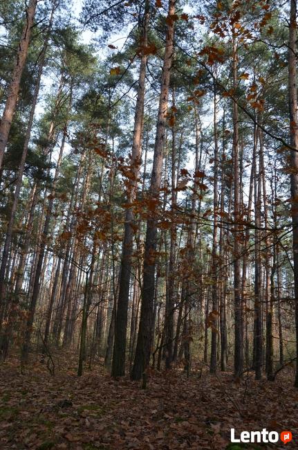 KOMPLEKS LEŚNY Z GRUNTEM ROLNYM 4,07ha - BLISKO MIASTA