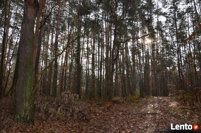 KOMPLEKS LEŚNY Z GRUNTEM ROLNYM 4,07ha - BLISKO MIASTA
