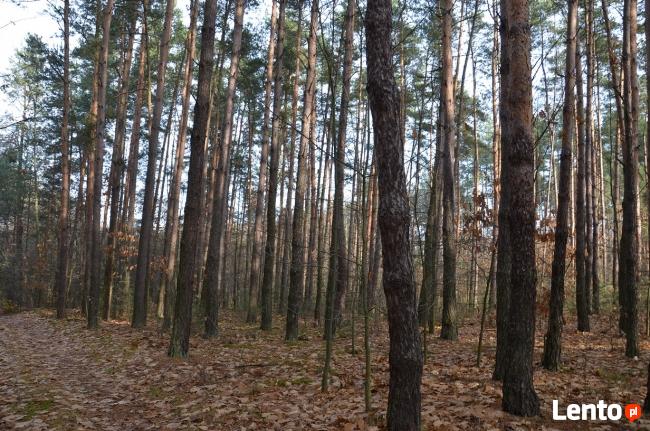 KOMPLEKS LEŚNY Z GRUNTEM ROLNYM 4,07ha - BLISKO MIASTA
