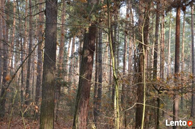 KOMPLEKS LEŚNY Z GRUNTEM ROLNYM 4,07ha - BLISKO MIASTA