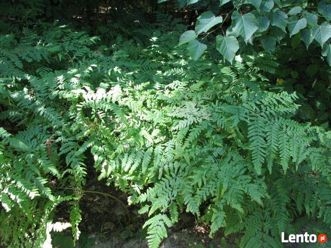 Paproć leśna orlica pospolita, oczko,ogród naturalistyczny