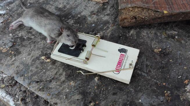 Deratyzacja - Odszczurzanie - Zwalczanie - Szczury Myszy