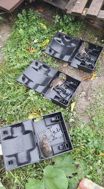 Deratyzacja - Odszczurzanie - Zwalczanie - Szczury Myszy