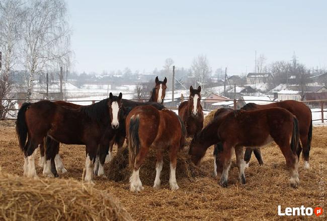Ukraina.Konie,zwierzeta hodowlane,ogiery,klacze,rysaki 900zl