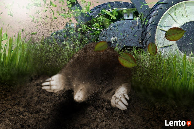 Zwalczanie kretów likwidacja deratyzacja gazowanie Śląsk DDD