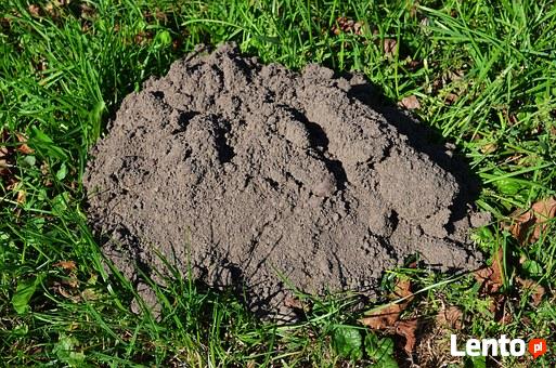 Zwalczanie kretów likwidacja deratyzacja gazowanie Śląsk DDD